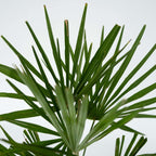 Palmier morișcă - Trachycarpus Fortunei - Înălţime 35-45cm - ⌀15cm