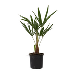 Palmier morișcă - Trachycarpus Fortunei - Înălţime 35-45cm - ⌀15cm