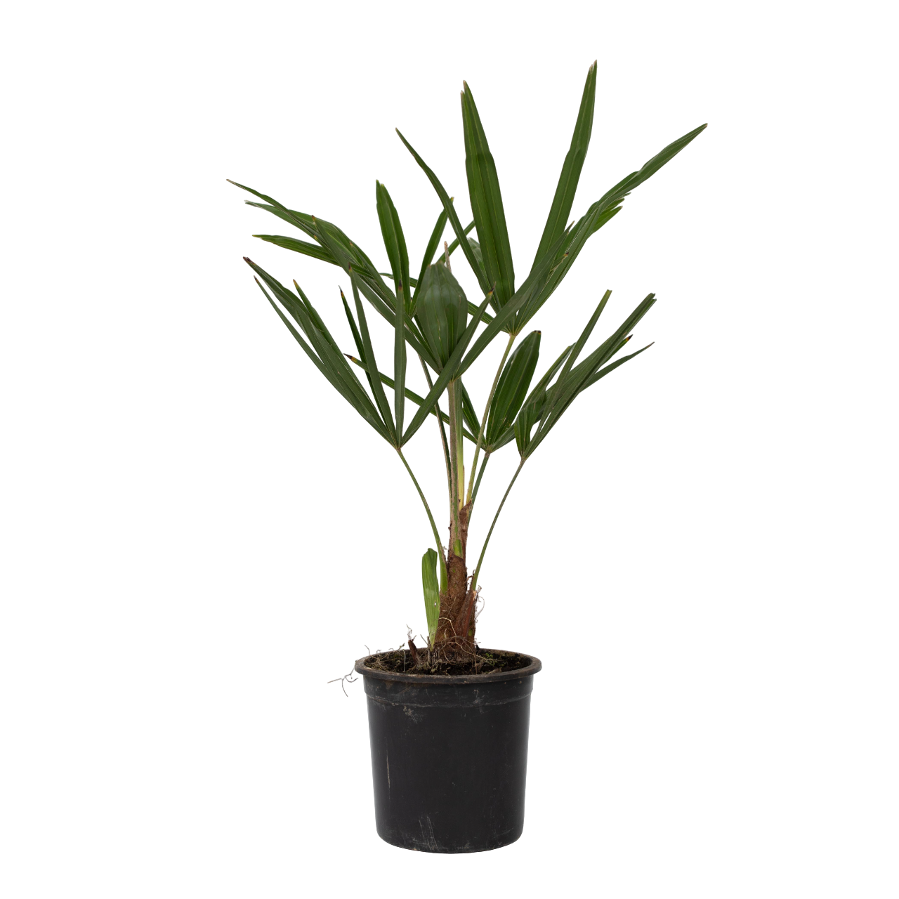 Palmier morișcă - Trachycarpus Fortunei - Înălțime 35-45cm - ⌀15cm