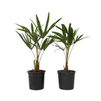 Palmier morișcă - 2 buc - Trachycarpus Fortunei - Înălţime 35-45cm - ⌀15cm
