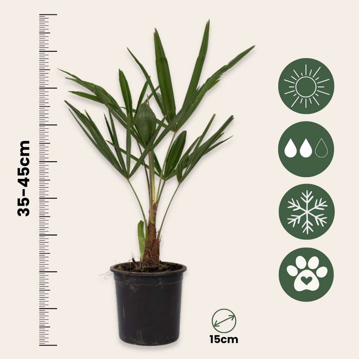 Palmier morișcă - 2 buc - Trachycarpus Fortunei - Înălțime 35-45cm - ⌀15cm