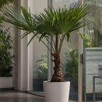 Palmier morișcă - 2 buc - Trachycarpus Fortunei - Înălţime 65-75cm - ⌀21cm