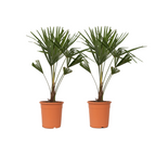 Palmier morișcă - 2 buc - Trachycarpus Fortunei - Înălţime 65-75cm - ⌀21cm