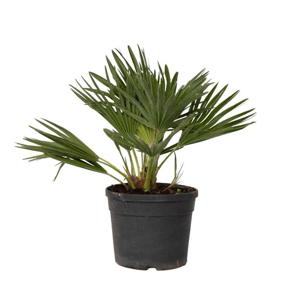 Palmier chinezesc pitic - Chamaerops 'Vulcano' - Înălţime 35-45cm - ⌀19cm