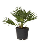 Palmier chinezesc pitic - Chamaerops 'Vulcano' - Înălţime 35-45cm - ⌀19cm