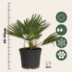 Palmier chinezesc pitic - Chamaerops 'Vulcano' - Înălţime 35-45cm - ⌀19cm