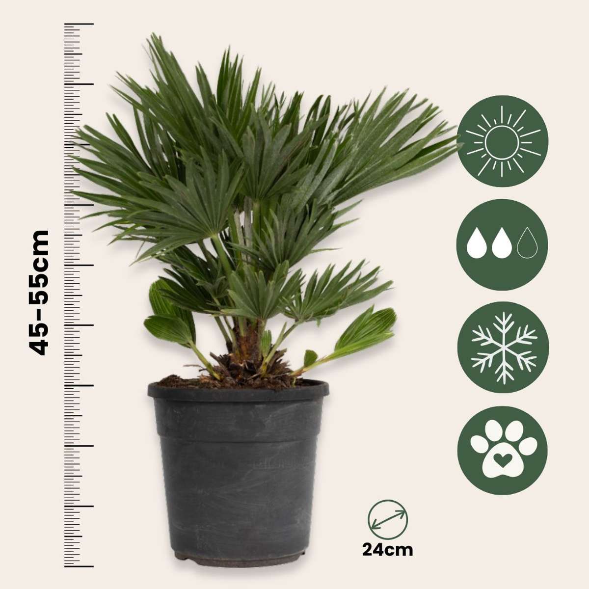 Palmier chinezesc pitic - Chamaerops 'Vulcano' - Înălţime 45-55cm - ⌀24cm