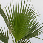 Palmier Washingtonia - Washingtonia robusta - Înălţime 50-60cm - ⌀15cm