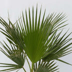 Palmier Washingtonia - Washingtonia robusta - Înălţime 50-60cm - ⌀15cm