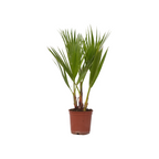 Palmier Washingtonia - Washingtonia robusta - Înălţime 50-60cm - ⌀15cm
