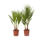 Palmier Washingtonia - 2 buc - Washingtonia robusta - Înălţime 50-60cm - ⌀15cm