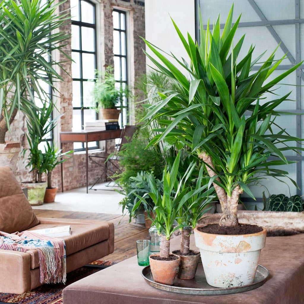Arborele vietii - 3 buc - Yucca elephantipes - Înălţime 50-60cm - ⌀14cm