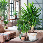 Arborele vietii - 3 buc - Yucca elephantipes - Înălţime 50-60cm - ⌀14cm