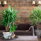 Arborele vietii - 3 buc - Yucca elephantipes - Înălţime 50-60cm - ⌀14cm