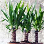 Arborele vietii - 6 buc - Yucca elephantipes - Înălţime 50-60cm - ⌀14cm