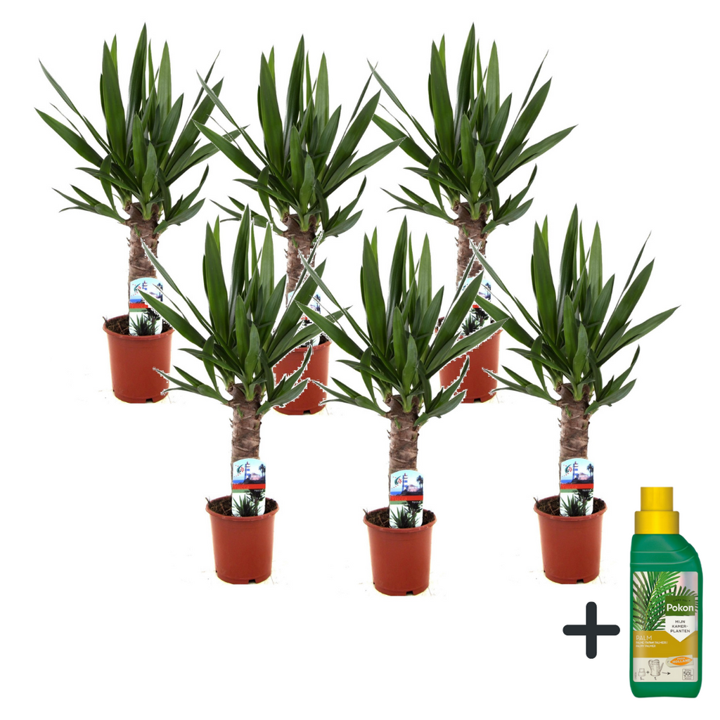 Arborele vietii - 6 buc - Yucca elephantipes - Înălţime 50-60cm - ⌀14cm
