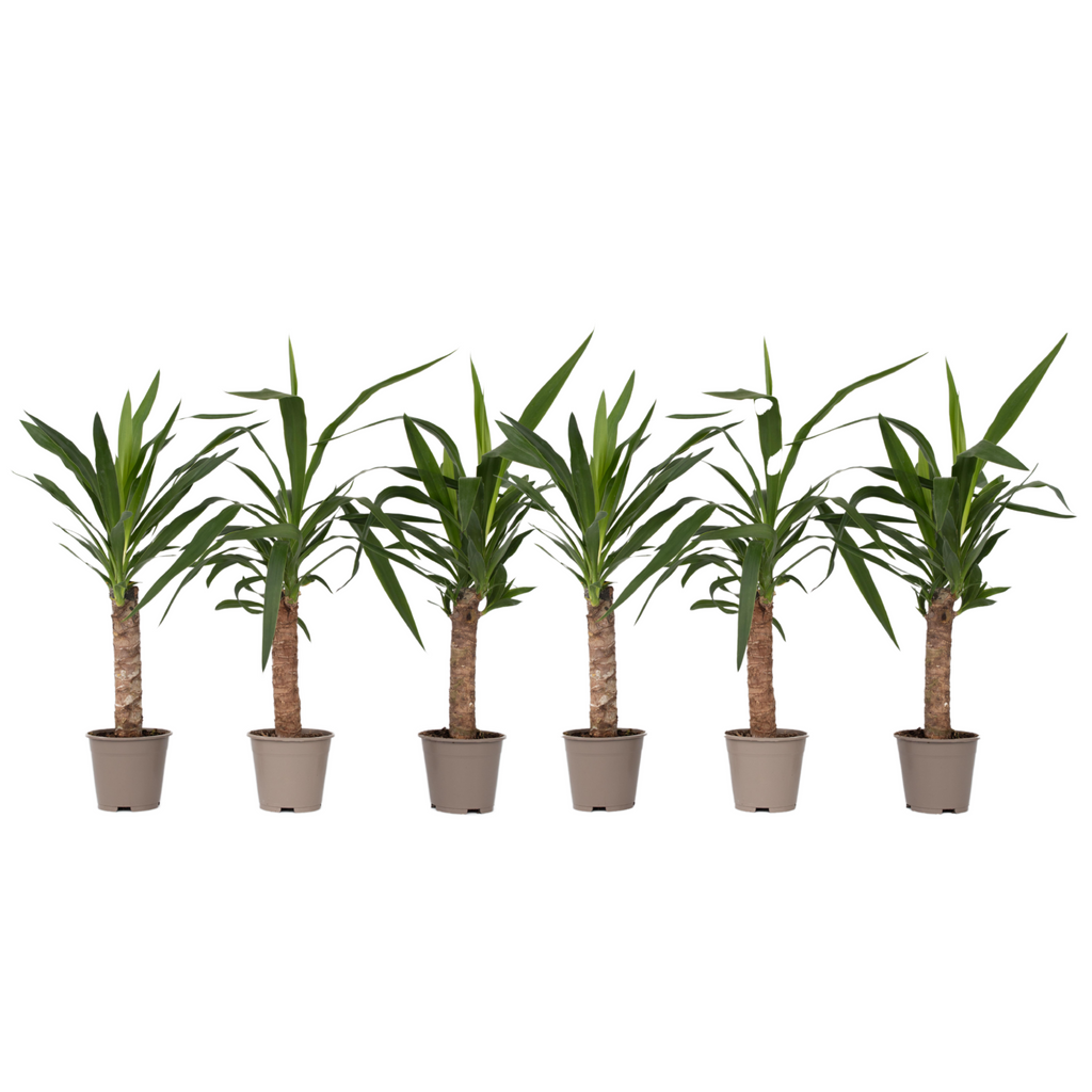 Arborele vietii - 6 buc - Yucca elephantipes - Înălţime 50-60cm - ⌀14cm