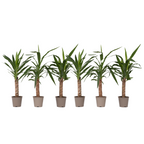 Arborele vietii - 6 buc - Yucca elephantipes - Înălţime 50-60cm - ⌀14cm