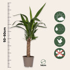 Arborele vietii - 6 buc - Yucca elephantipes - Înălţime 50-60cm - ⌀14cm
