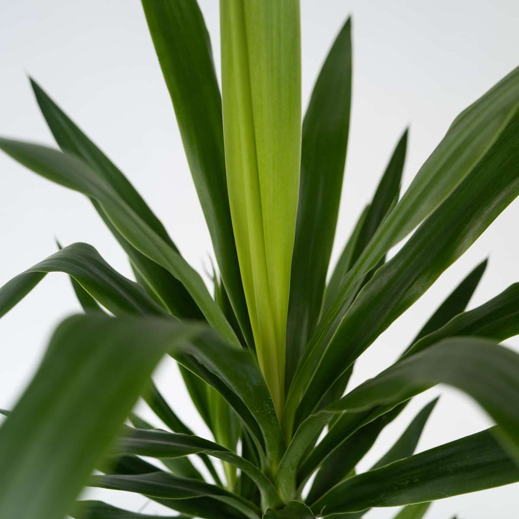 Arborele vietii - 2 buc - Yucca elephantipes - Înălţime 70-80cm - ⌀17cm