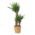 Arborele vietii - Yucca elephantipes - Înălţime 70-80cm - ⌀21cm
