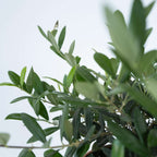 Măslin - Olea europaea - Înălţime 30-40cm - ⌀21cm