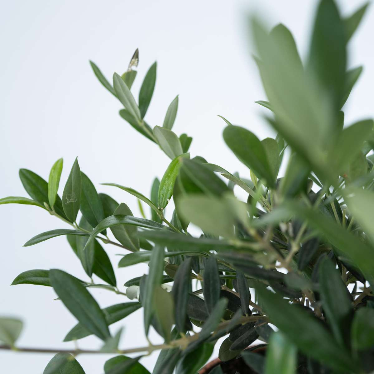 Măslin - Olea europaea - Înălţime 30-40cm - ⌀21cm