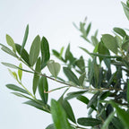 Măslin - Olea europaea - Înălţime 30-40cm - ⌀21cm