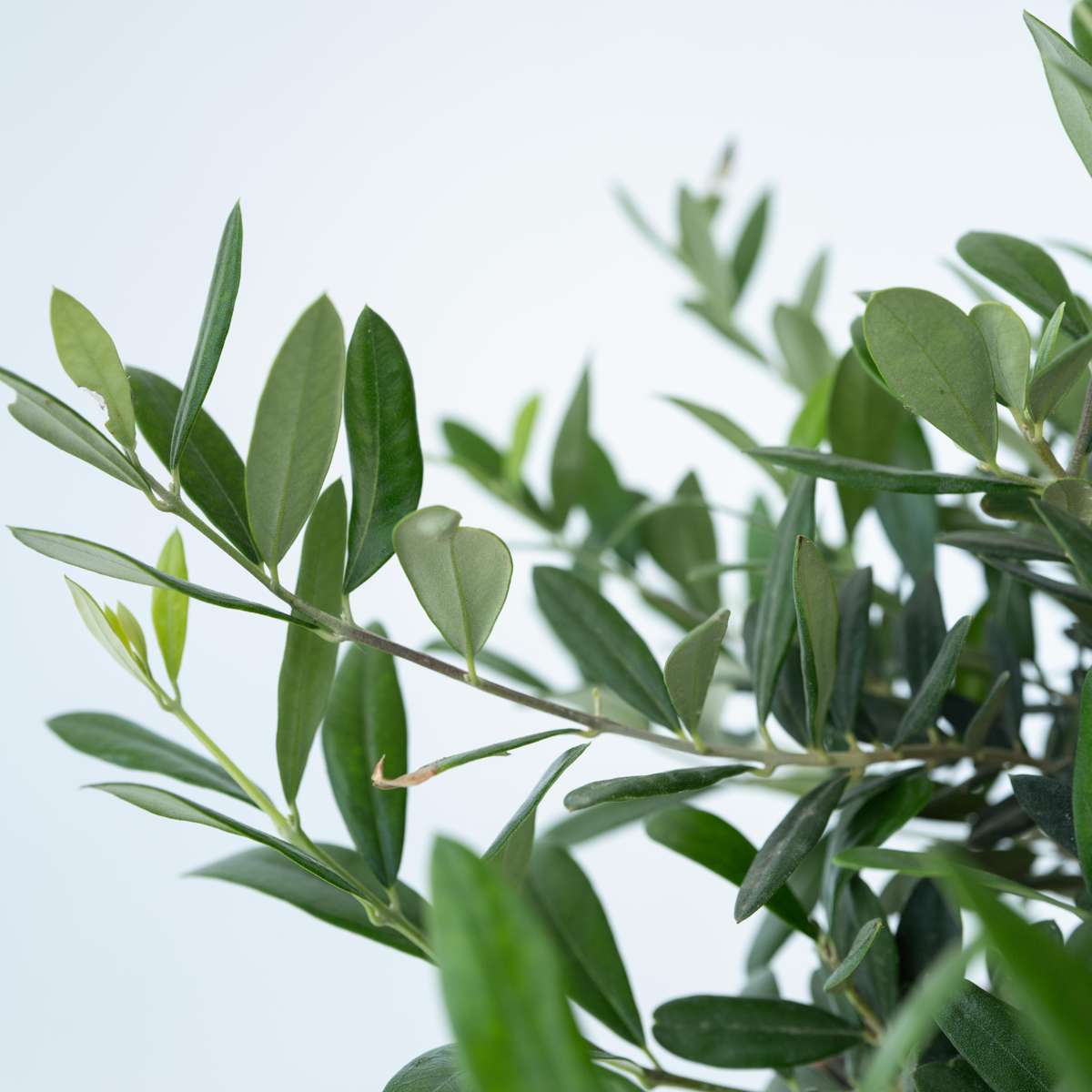 Măslin - Olea europaea - Înălţime 30-40cm - ⌀21cm
