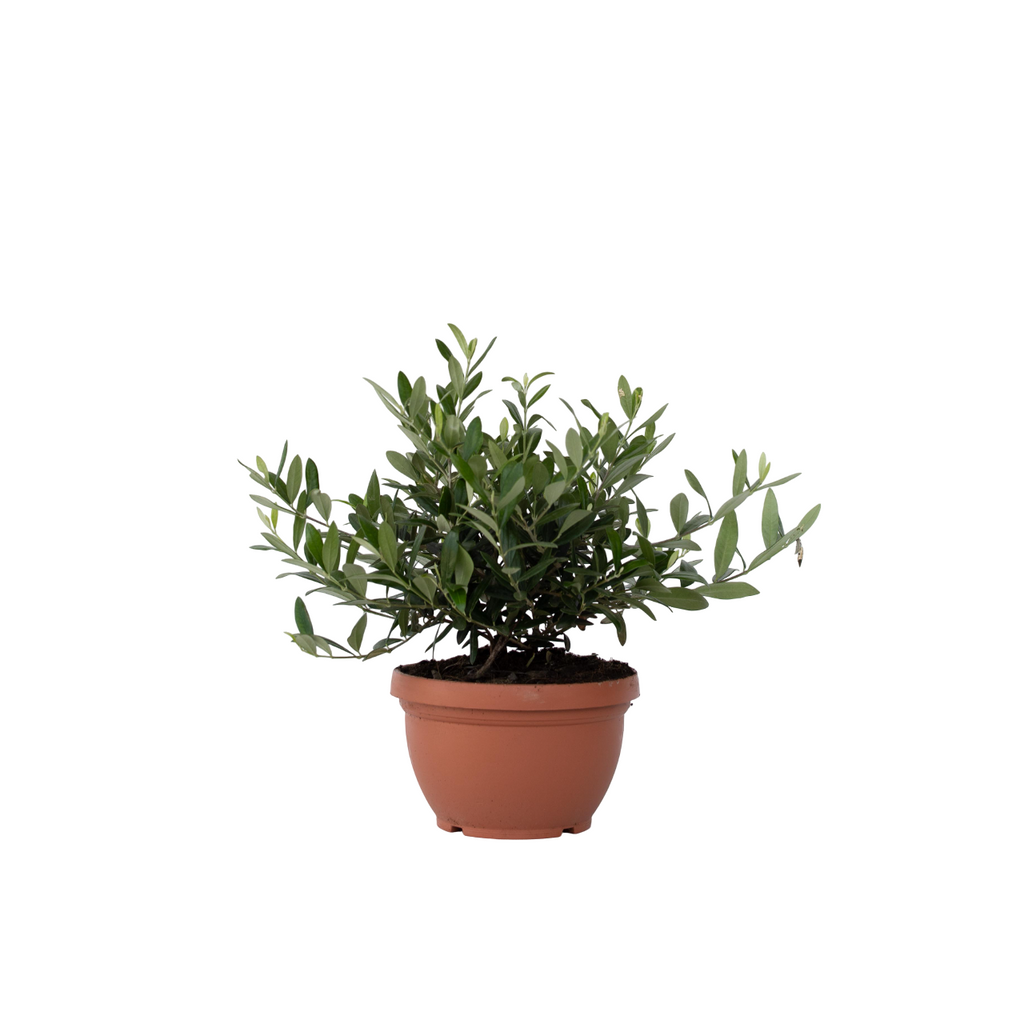 Măslin - Olea europaea - Înălţime 30-40cm - ⌀21cm
