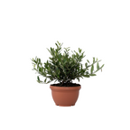 Măslin - Olea europaea - Înălţime 30-40cm - ⌀21cm