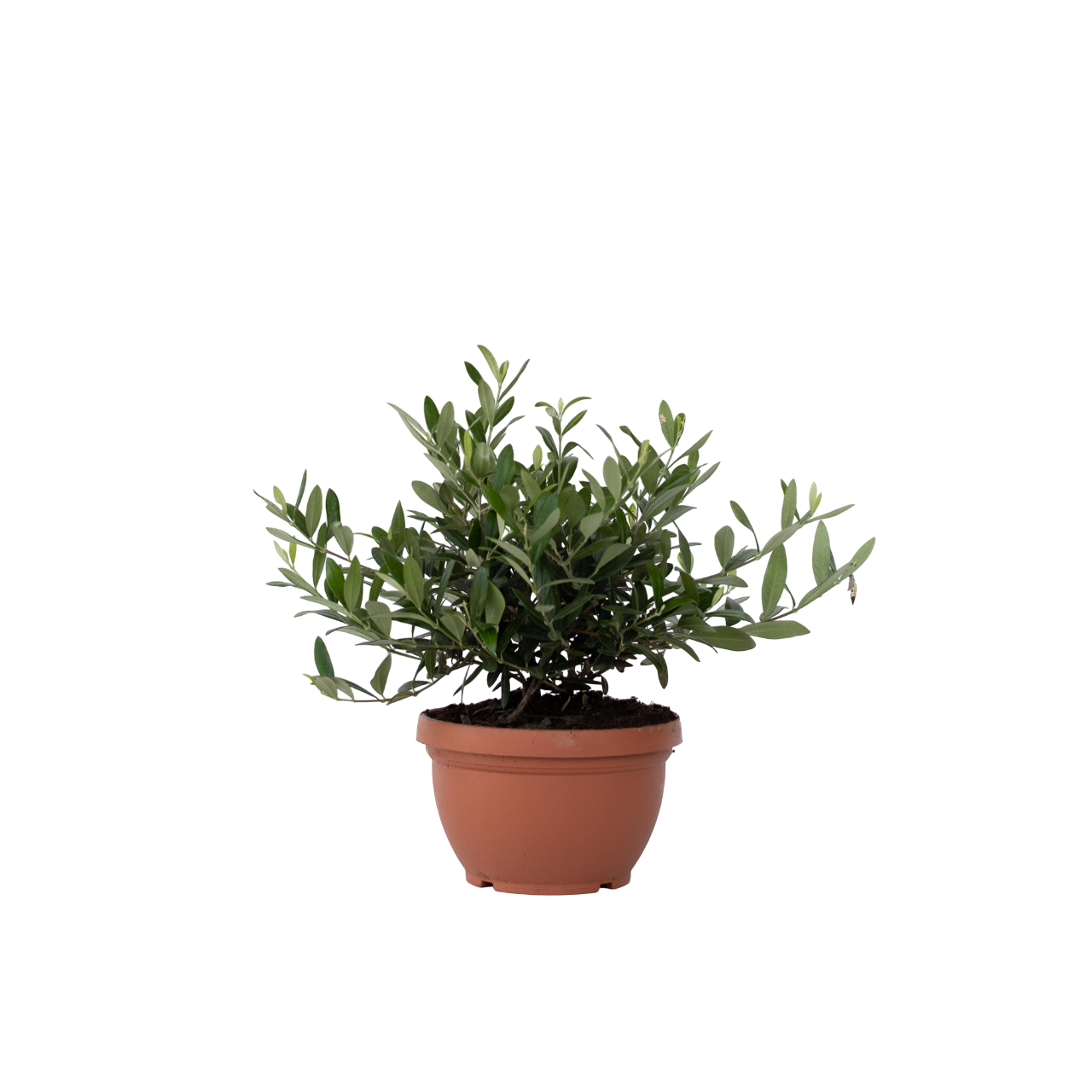 Măslin - Olea europaea - Înălţime 30-40cm - ⌀21cm