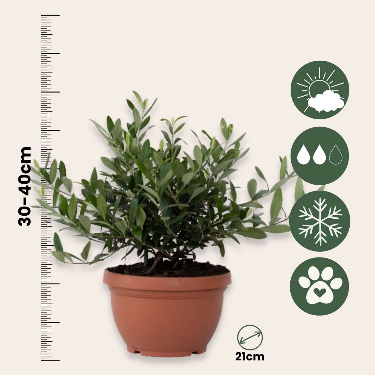 Măslin - Olea europaea - Înălţime 30-40cm - ⌀21cm
