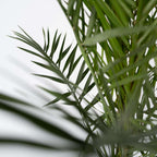 Palmierul Curmal - Phoenix canariensis - Înălţime 80-100cm - ⌀19cm