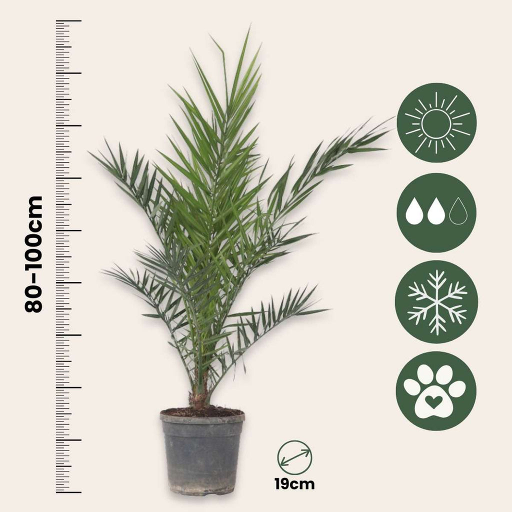 Palmierul Curmal - Phoenix canariensis - Înălţime 80-100cm - ⌀19cm