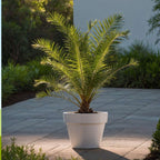 Palmierul Curmal - 2 buc - Phoenix canariensis - Înălţime 80-100cm - ⌀19cm