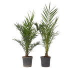 Palmierul Curmal - 2 buc - Phoenix canariensis - Înălţime 80-100cm - ⌀19cm