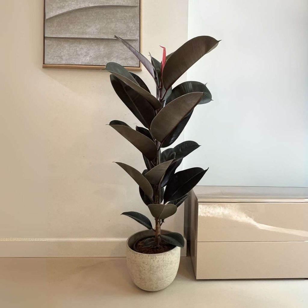 Ficusul de cauciuc - Ficus Elastica 'Abidjan' - Înălţime 75-100cm - ⌀24cm
