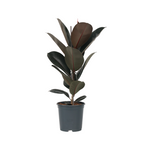 Ficusul de cauciuc - Ficus Elastica 'Abidjan' - Înălţime 75-100cm - ⌀24cm