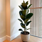 Ficusul de cauciuc - Ficus Elastica 'Robusta' - Înălţime 75-100cm - ⌀24cm