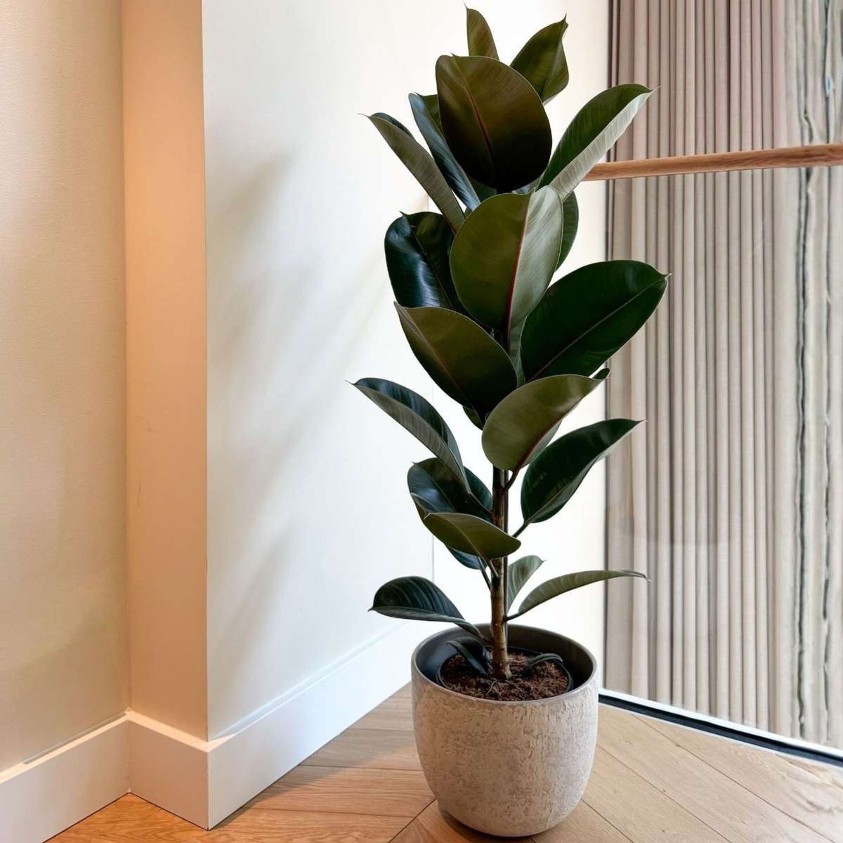 Ficusul de cauciuc - Ficus Elastica 'Robusta' - Înălţime 75-100cm - ⌀24cm