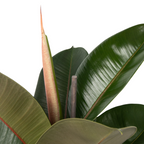 Ficusul de cauciuc - Ficus Elastica 'Robusta' - Înălţime 75-100cm - ⌀24cm