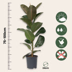 Ficusul de cauciuc - Ficus Elastica 'Robusta' - Înălţime 75-100cm - ⌀24cm