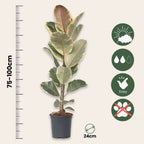 Ficusul de cauciuc - Ficus Elastica 'Tineke' - Înălţime 75-100cm - ⌀24cm
