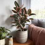 Ficusul de cauciuc - Ficus Elastica 'Belize' - Înălţime 75-100cm - ⌀24cm