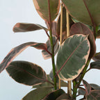 Ficusul de cauciuc - Ficus Elastica 'Belize' - Înălţime 75-100cm - ⌀24cm