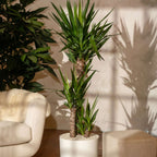 Arborele vietii - Yucca elephantipes - Înălţime 130-140cm - ⌀24cm