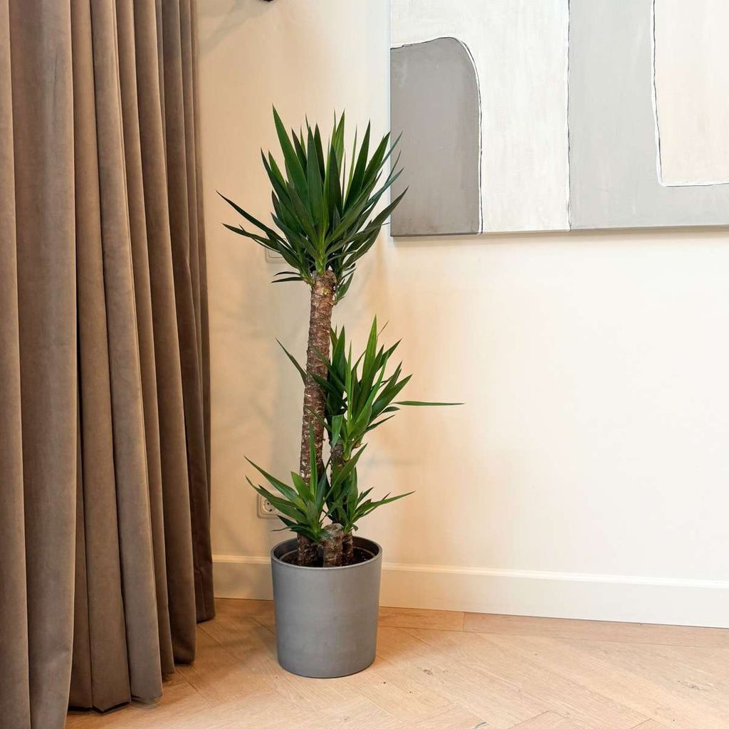 Arborele vietii - Yucca elephantipes - Înălţime 130-140cm - ⌀24cm