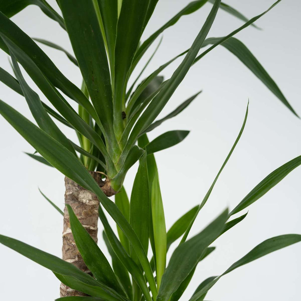 Arborele vietii - Yucca elephantipes - Înălţime 130-140cm - ⌀24cm