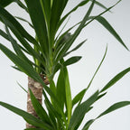 Arborele vietii - Yucca elephantipes - Înălţime 130-140cm - ⌀24cm